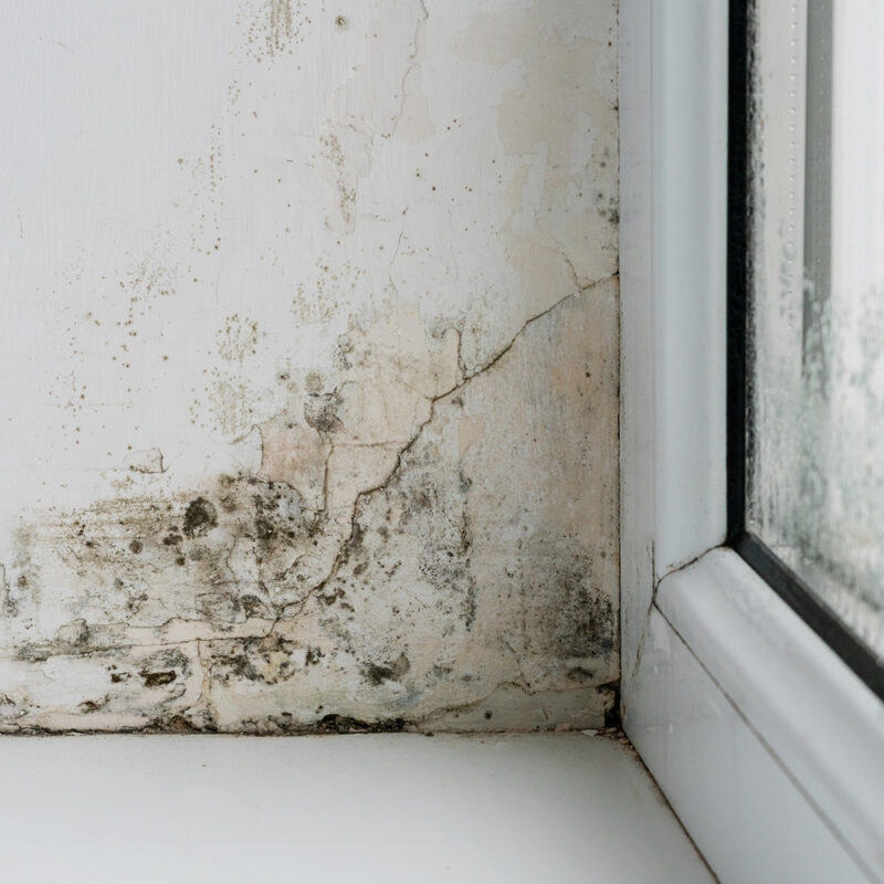 Mold in the corner of the plastic windows Mold in the corner of the plastic windows.